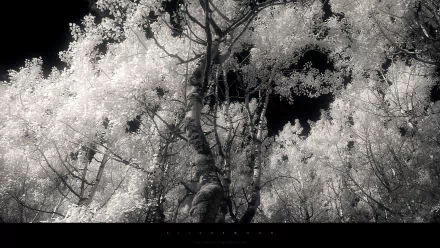 HD PC desktop wallpaper and background: nature forest with high-contrast, infrared-like white foliage against a deep black sky, slender trunks rising through a luminous canopy.