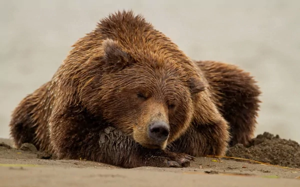 A close-up of a bear resting on the ground, showcasing its thick fur and peaceful expression. This HD PC desktop wallpaper captures the essence of wildlife in a serene moment.