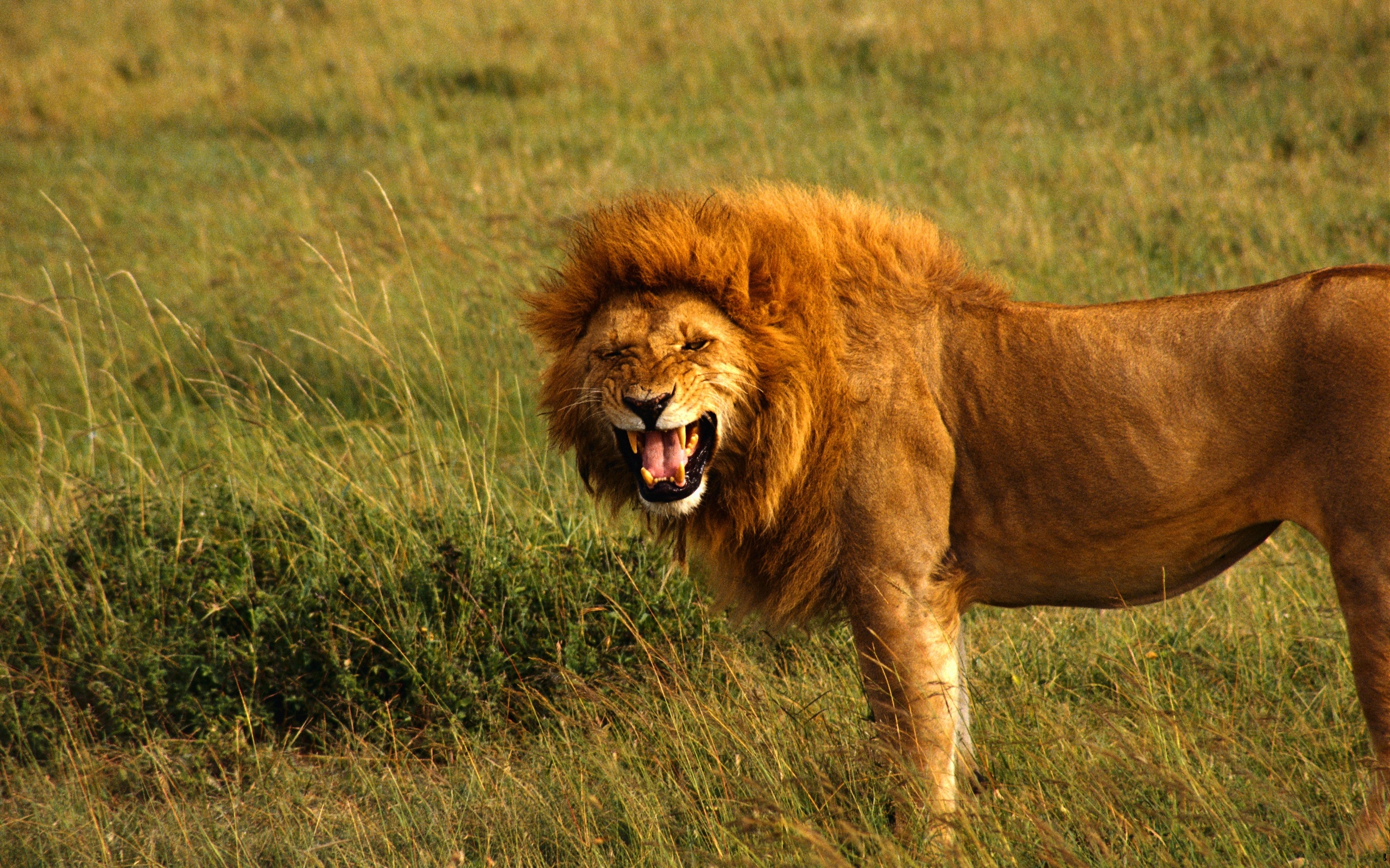 male lion roar wallpaper