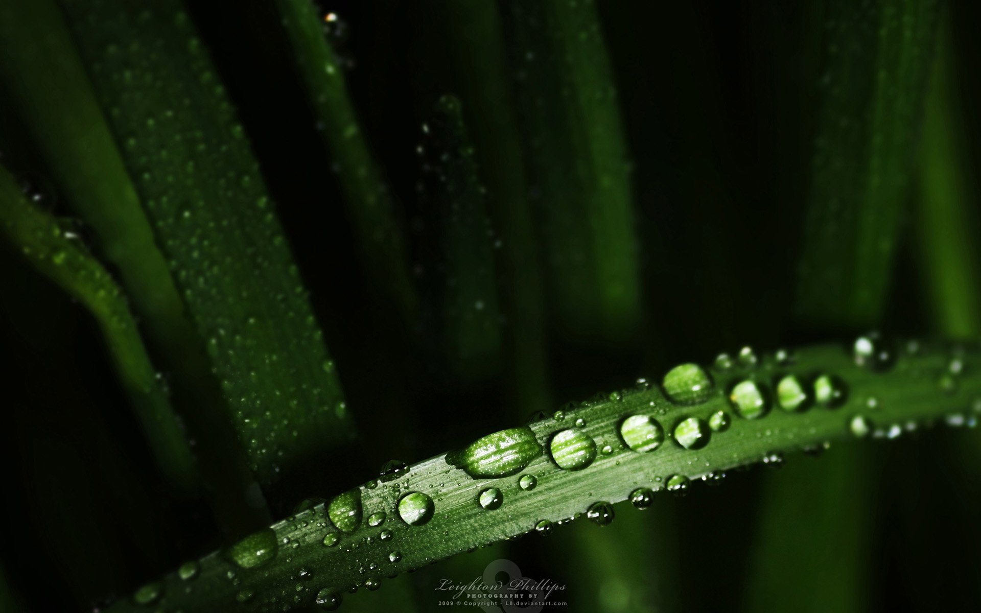 Download Nature Water Drop HD Wallpaper