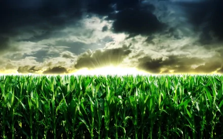 nature cornfield HD Desktop Wallpaper | Background Image
