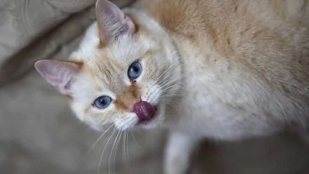 tongue Animal cat HD Desktop Wallpaper | Background Image
