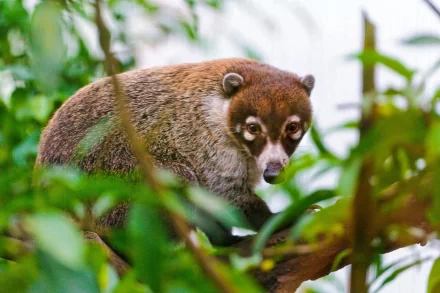 Animal coati HD Desktop Wallpaper | Background Image