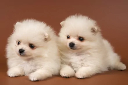 Two fluffy Pomeranian puppies rest side by side against a plain brown background, featured in an HD PC desktop wallpaper.