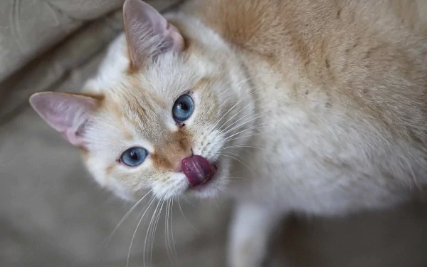 tongue Animal cat HD Desktop Wallpaper | Background Image