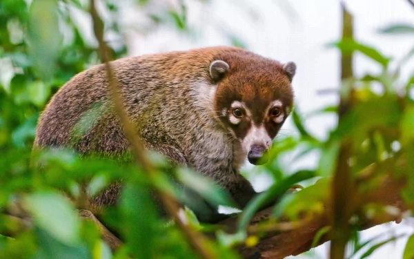 Animal coati HD Desktop Wallpaper | Background Image
