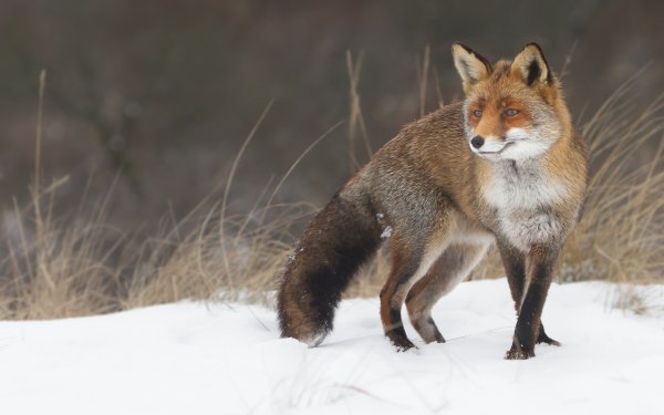 Animal Fox HD Wallpaper | Background Image