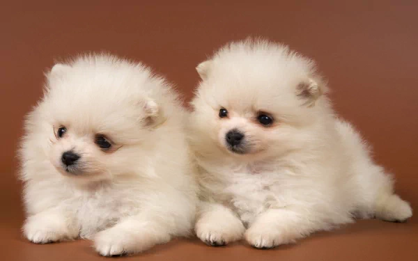 Two fluffy Pomeranian puppies rest side by side against a plain brown background, featured in an HD PC desktop wallpaper.
