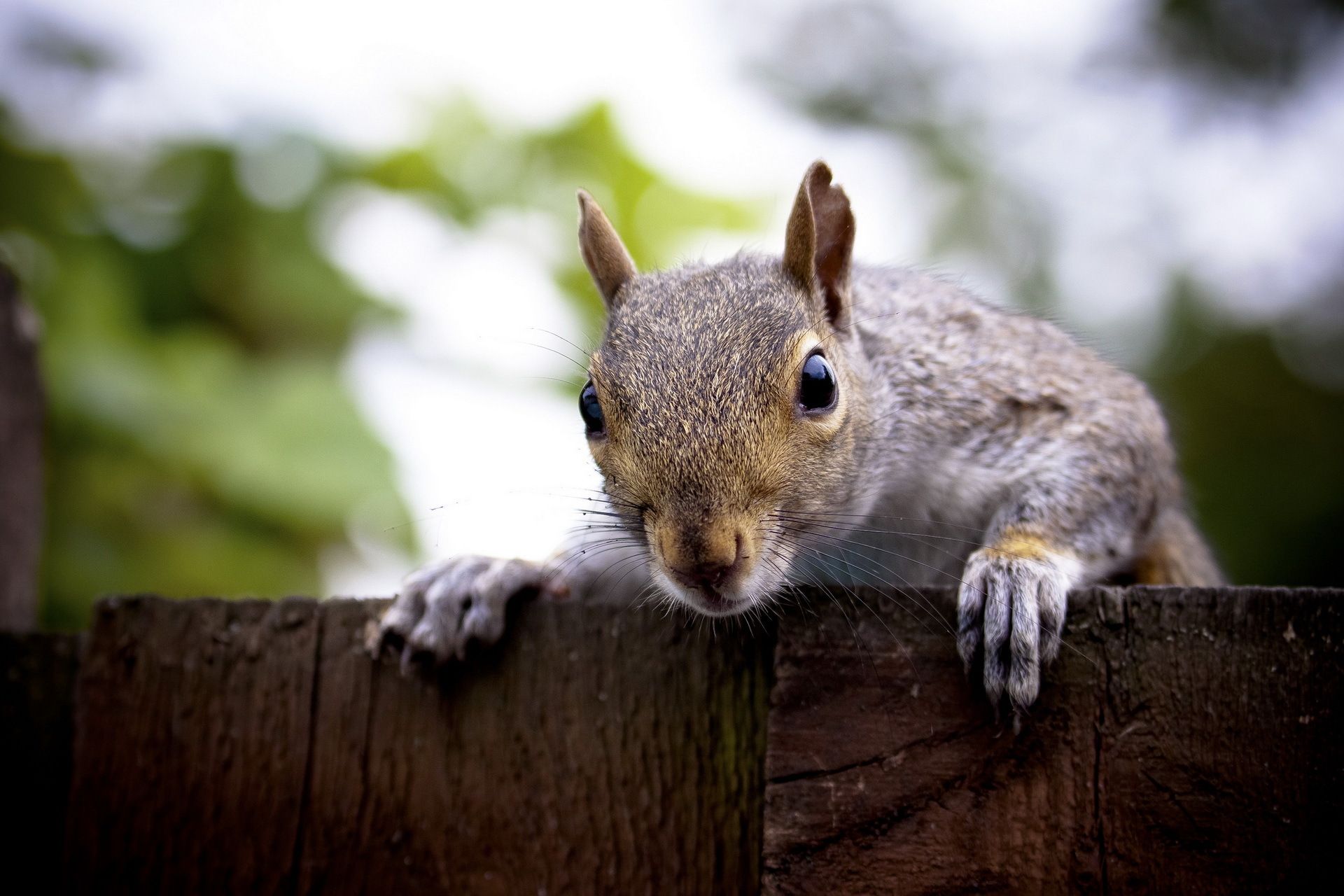 Squirrel HD Wallpaper | Background Image | 1920x1280 | ID:358287