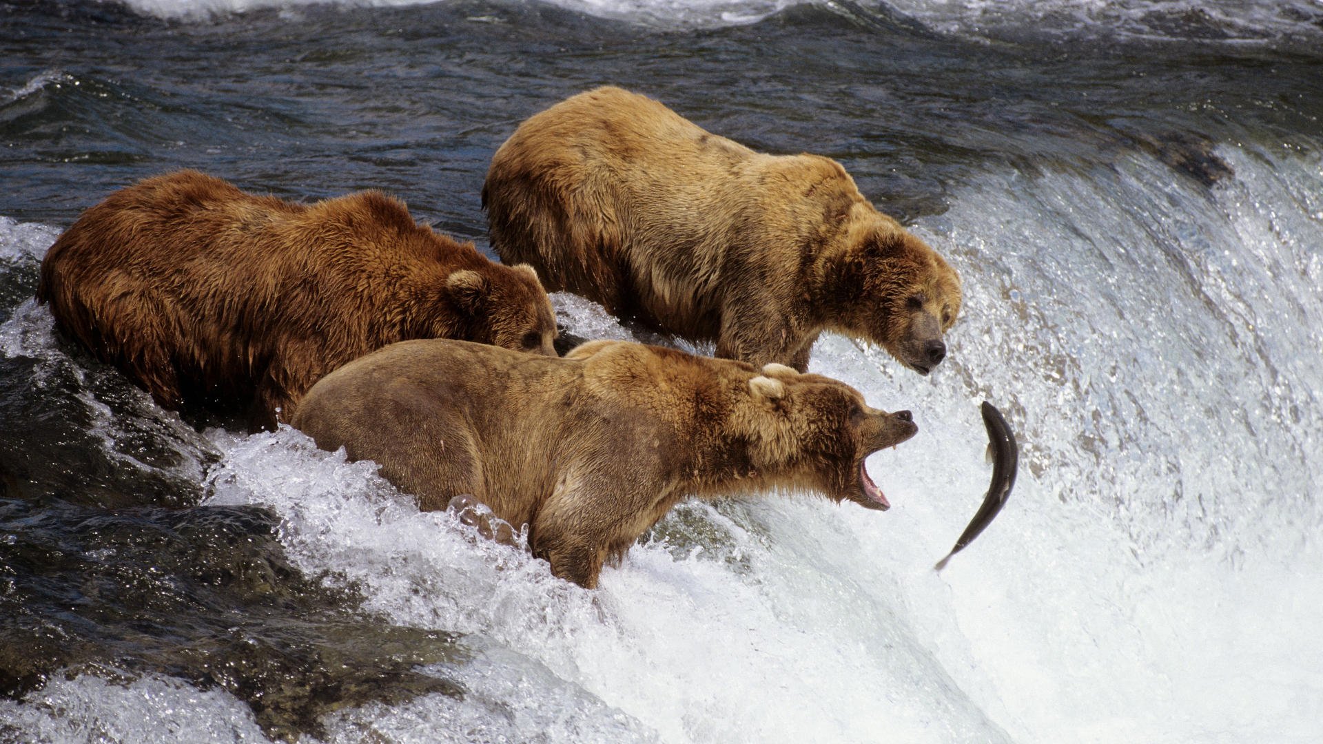 HD PC desktop wallpaper showing three bears fishing for salmon in a rushing river, capturing wildlife in action.