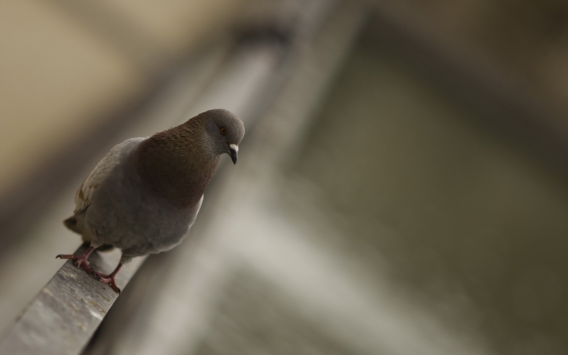 HD desktop wallpaper featuring a close-up of a pigeon perched on a ledge with a softly blurred background.