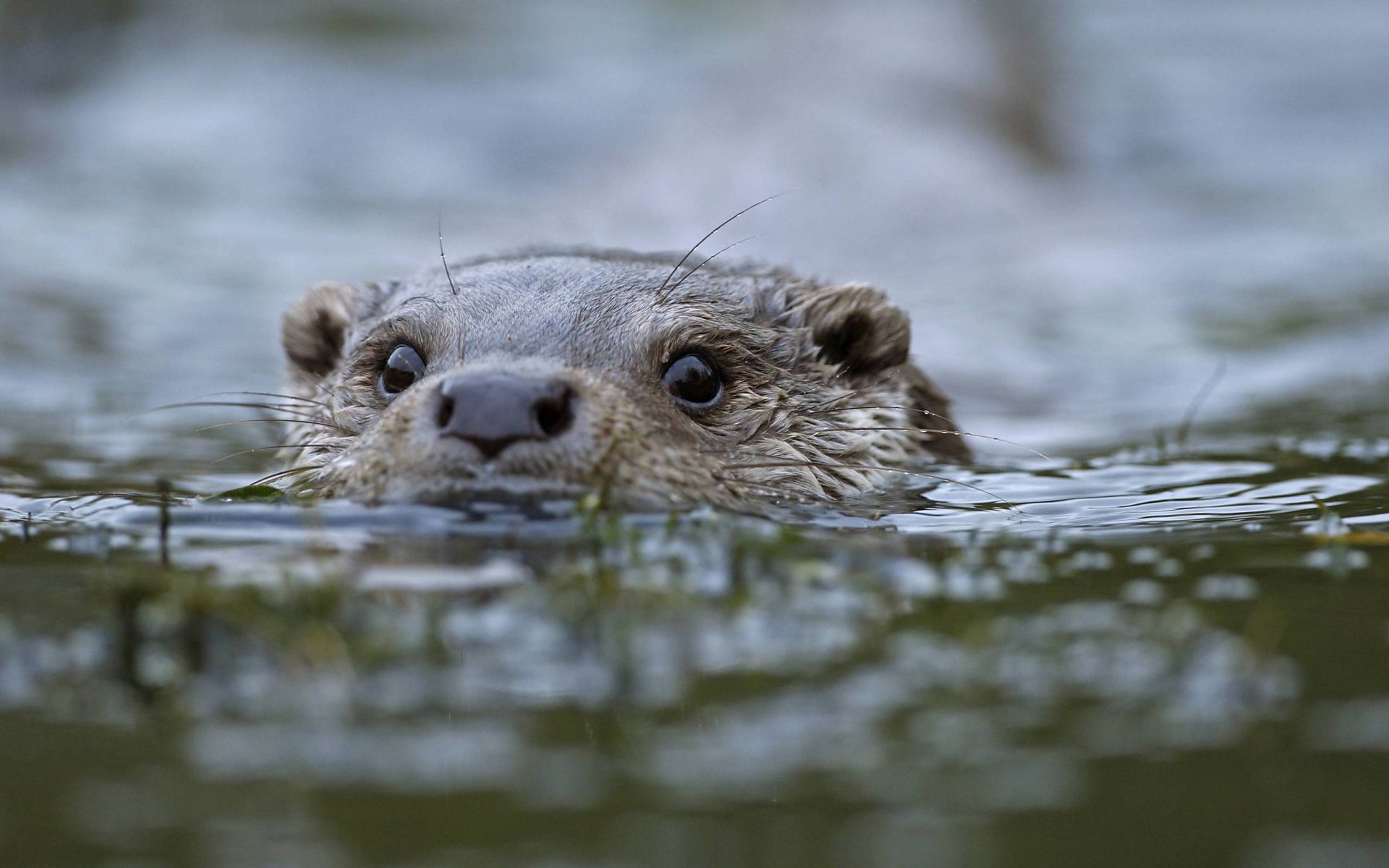 Download Animal Beaver HD Wallpaper