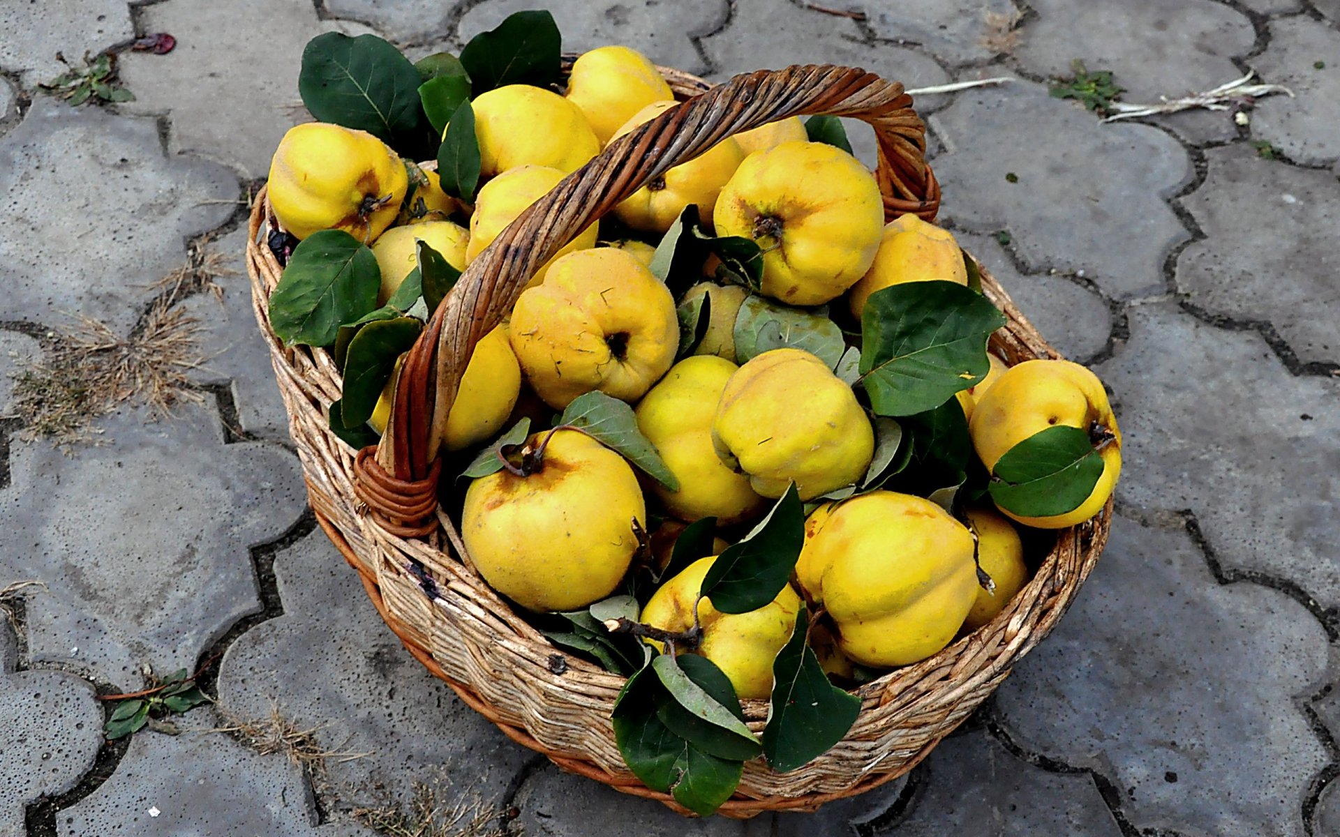 HD PC desktop wallpaper of a rustic wicker basket overflowing with bright yellow quinces and green leaves on stone pavement — food, fruit background.
