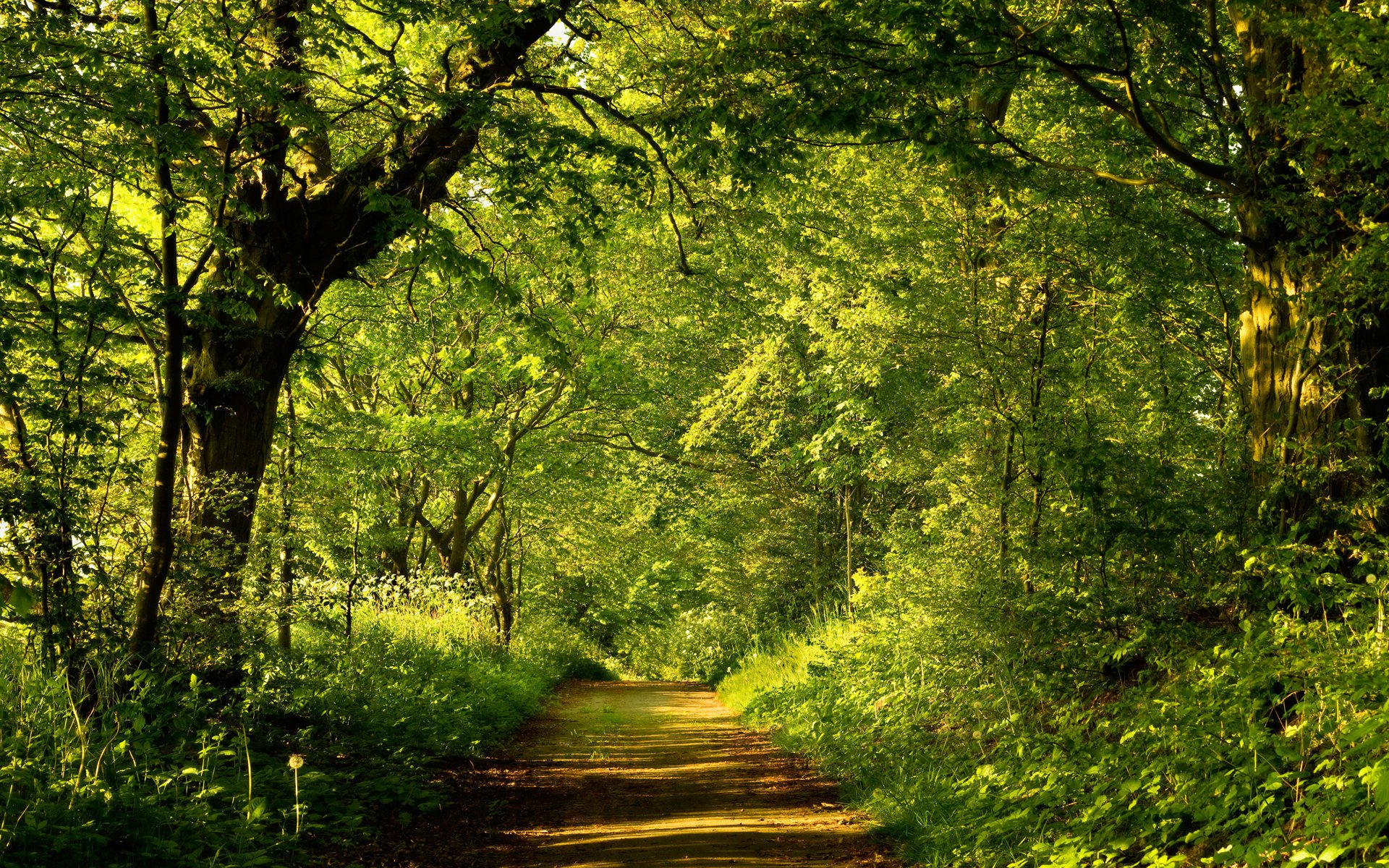 Download Nature Path HD Wallpaper