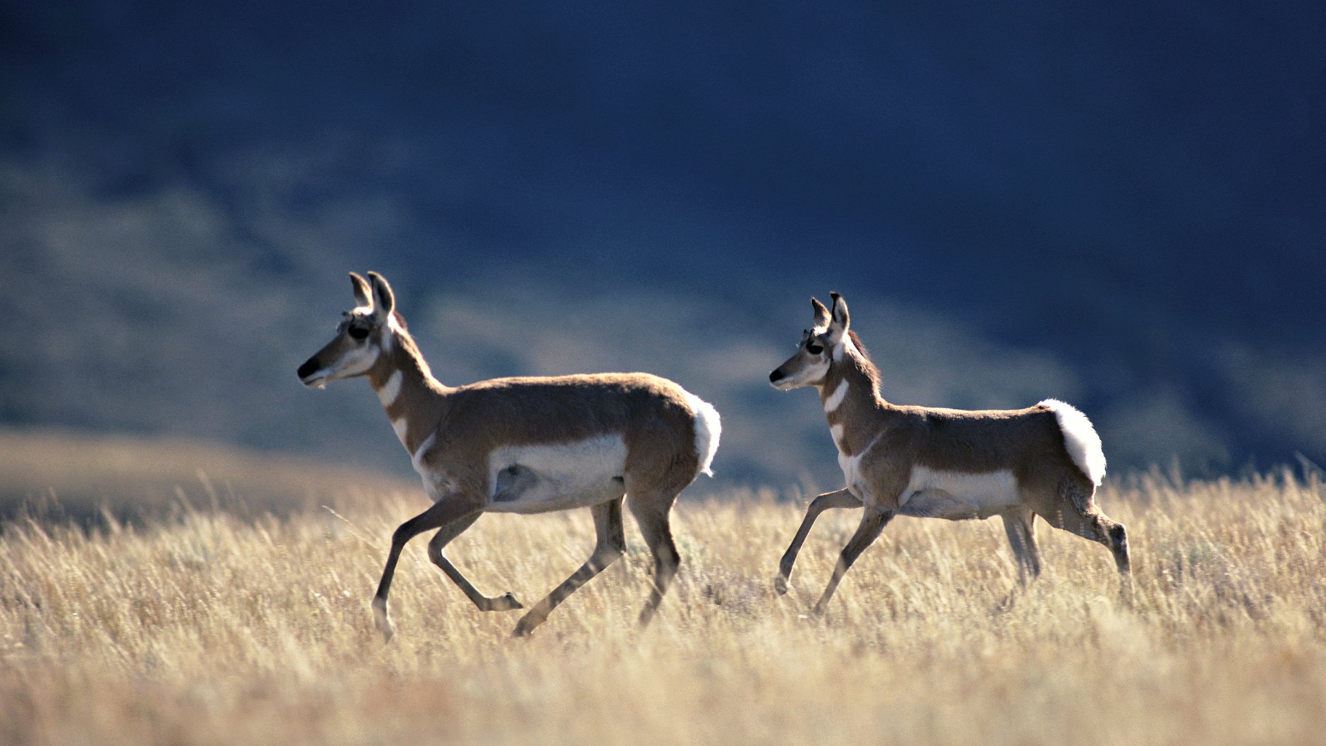 Animal Antelope Hd Wallpaper