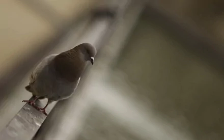 HD desktop wallpaper featuring a close-up of a pigeon perched on a ledge with a softly blurred background.