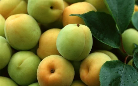 HD PC desktop wallpaper and background: close-up of fresh peaches with green leaves, soft yellow-orange skin and dewy texture.