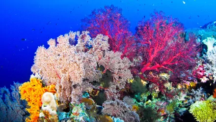 HD PC desktop wallpaper featuring vibrant coral reefs with colorful fish swimming in a deep blue ocean, highlighting the beauty of underwater marine life.