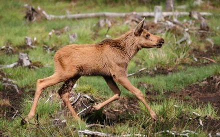 Young moose calf trotting through a grassy marsh with fallen logs and stumps — 2K Quad HD PC desktop wallpaper/background.
