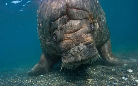 HD PC desktop wallpaper featuring a close-up underwater view of a walrus resting on the ocean floor.
