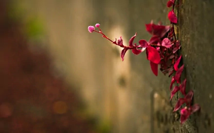 photography plant HD Desktop Wallpaper | Background Image