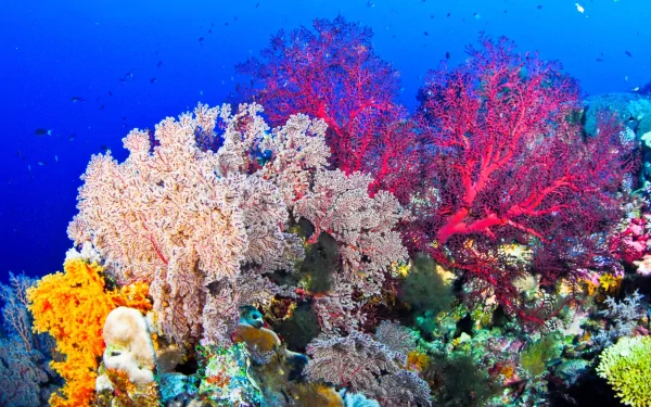 HD PC desktop wallpaper featuring vibrant coral reefs with colorful fish swimming in a deep blue ocean, highlighting the beauty of underwater marine life.