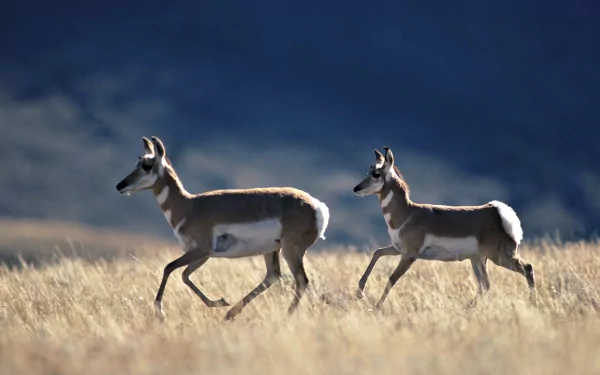 HD PC desktop wallpaper: two pronghorn antelopes (animal) trotting across sunlit grassland with a deep-blue mountain backdrop.