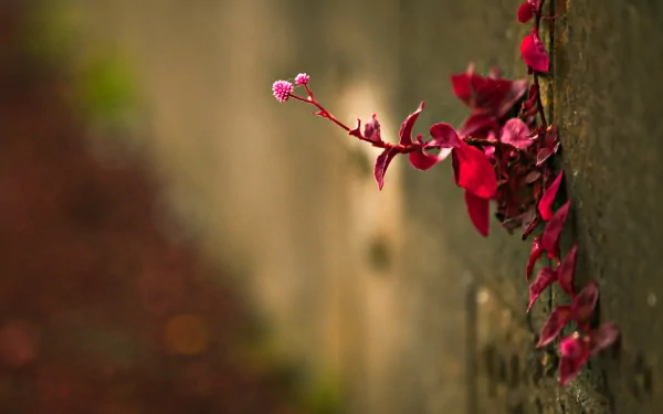Photography: small red-leaved plant with pink buds emerging from a mossy stone wall, 2K Quad HD PC desktop wallpaper background.