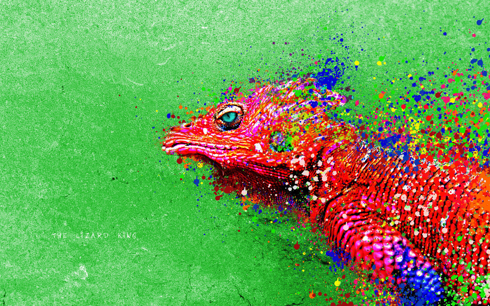  Iguana  Wallpaper  and Background Image 1680x1050 ID 