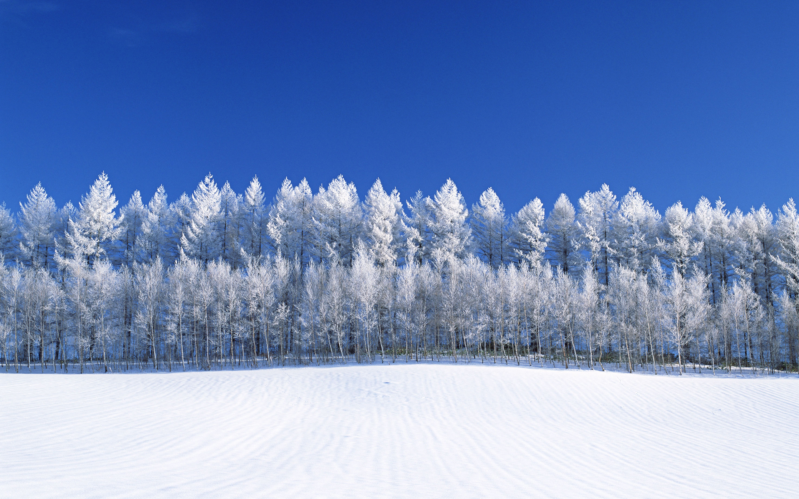 Winter HD Wallpaper | Background Image | 2560x1600