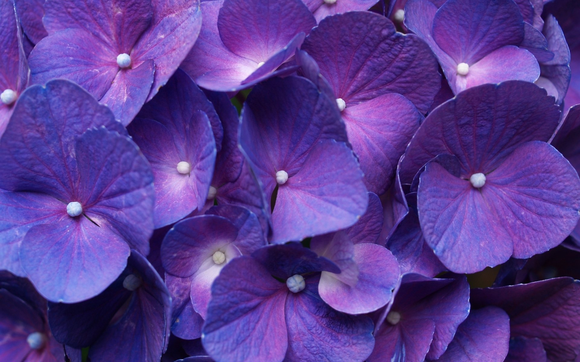 Close-up HD desktop wallpaper of vibrant purple hydrangea flowers showcasing detailed petals in a natural setting.