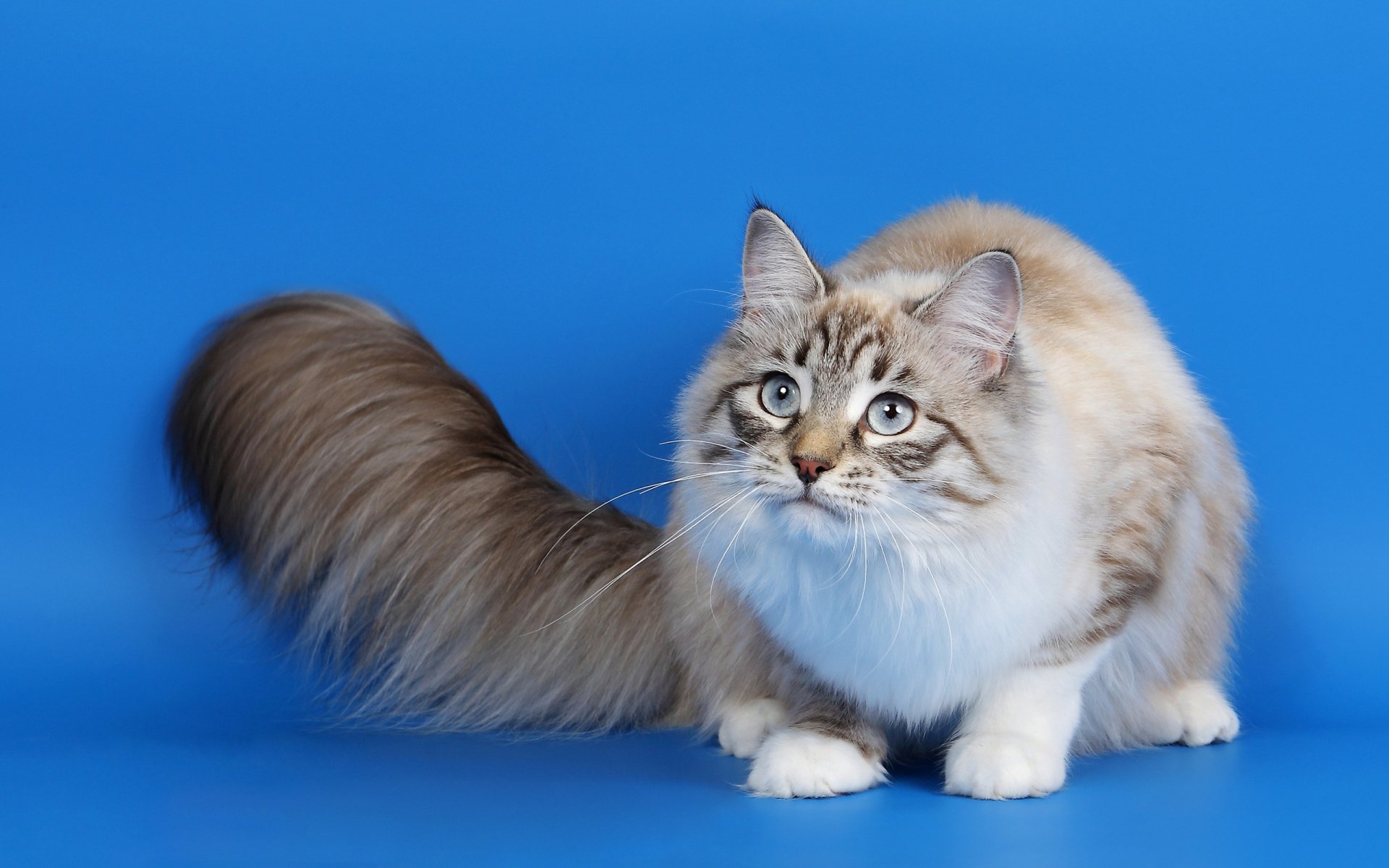 A fluffy cat with striking blue eyes and a long tail poses against a bright blue background, creating an engaging HD wallpaper for animal lovers.