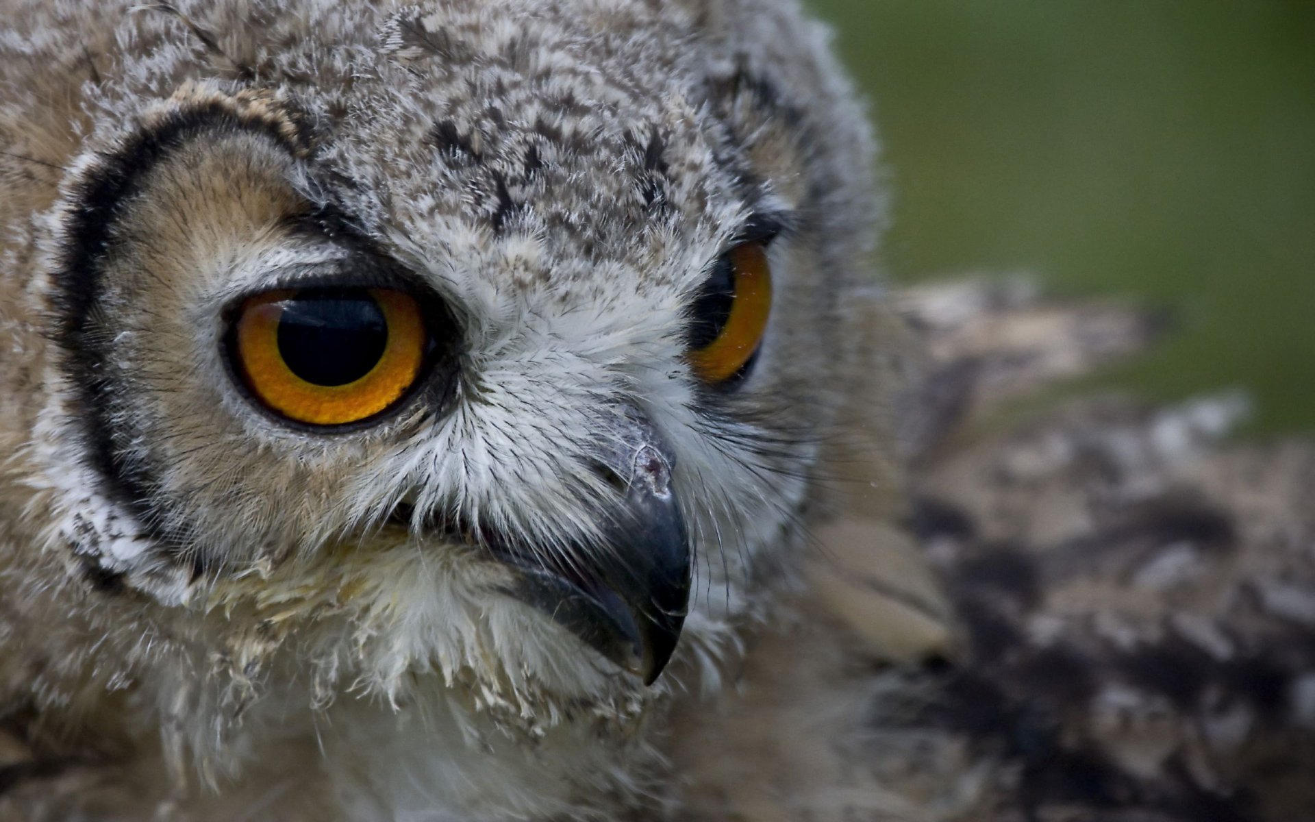 Eule Full HD Wallpaper and Hintergrund 2560x1600 ID359371