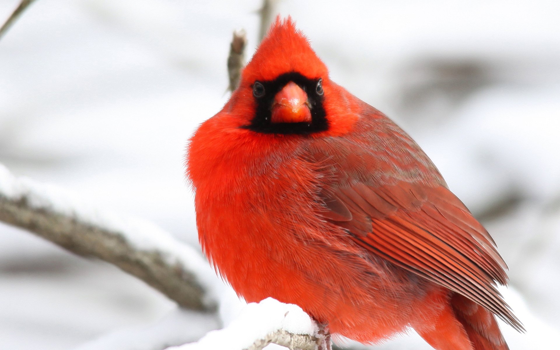Download Bird Animal Cardinal HD Wallpaper | 1920x1200 | Wallpaper Abyss