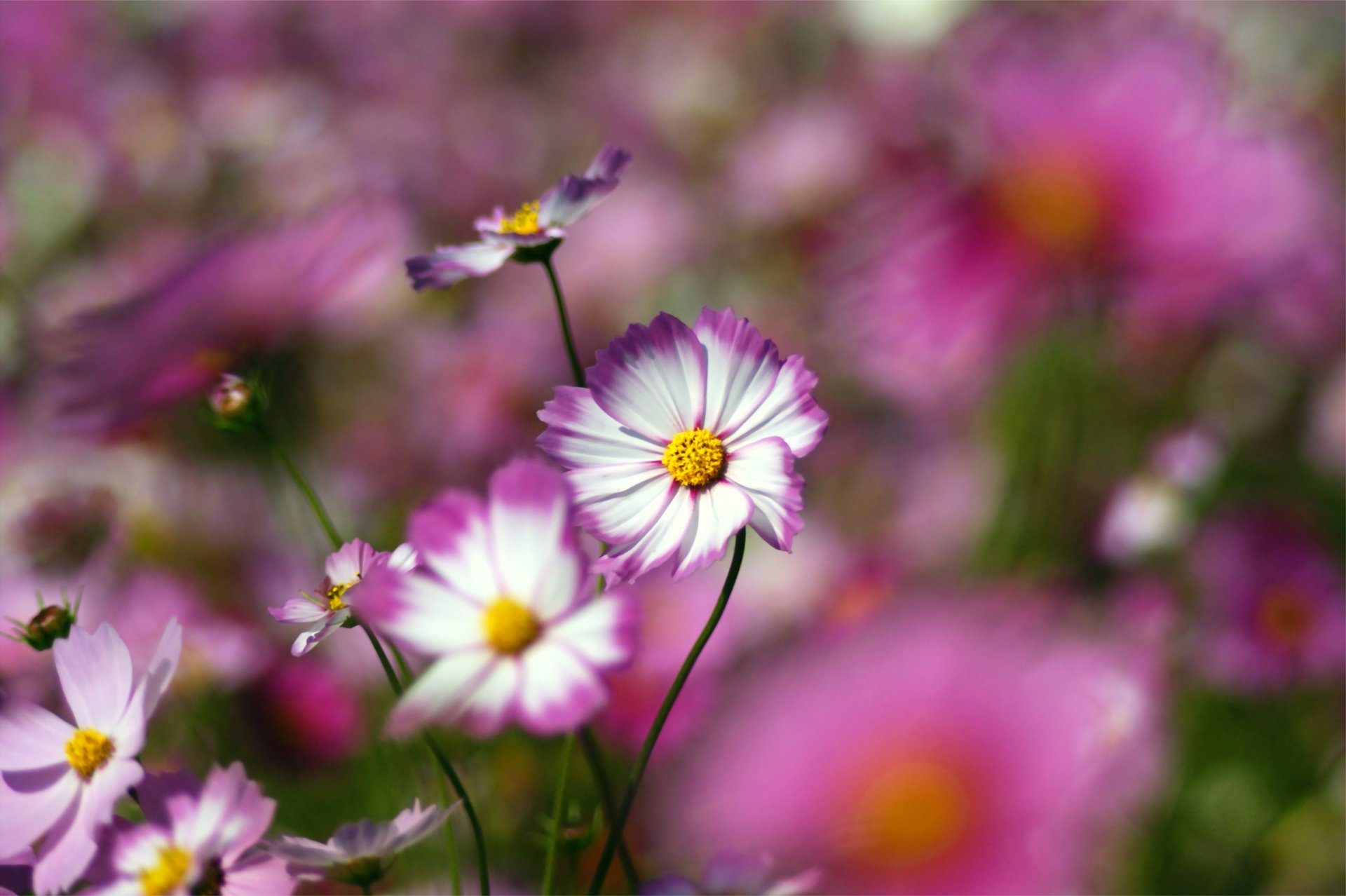 Close-up of pink and white cosmos flowers with yellow centers and soft bokeh; nature flower scene rendered as a 2K Quad HD PC desktop wallpaper and background.