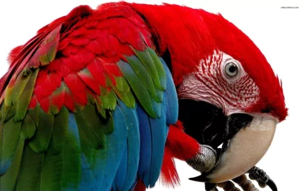Animal Red-and-green Macaw HD Desktop Wallpaper | Background Image