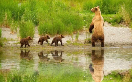 A grizzly bear and her three cubs walk along a riverbank in Katmai National Park, Alaska, surrounded by lush spring greenery, capturing the essence of a vibrant spring wildlife scene.