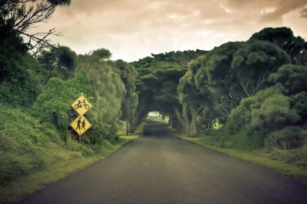 A serene HD desktop wallpaper showing a road in Australia, flanked by lush trees forming a natural tunnel, with a caution sign for cyclists and pedestrians under a cloudy sky.