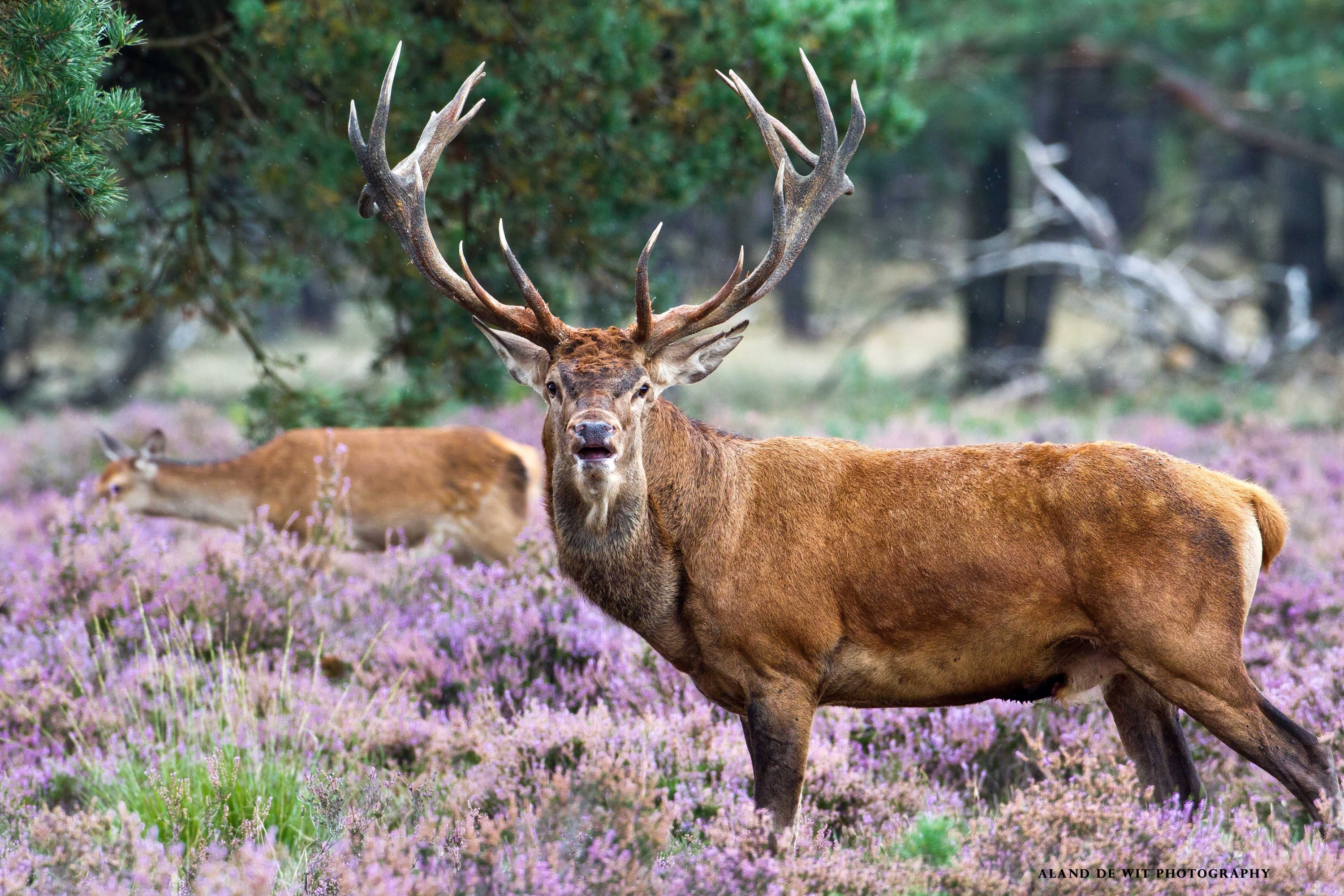 Deer HD Wallpaper | Background Image | 3000x2000 | ID:360068