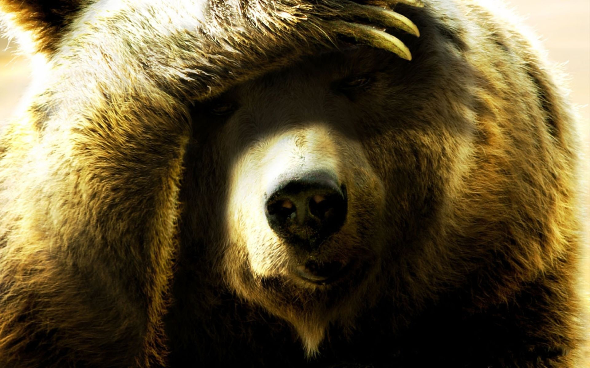 Bear Hd Wallpaper Background Image 1920x1200
