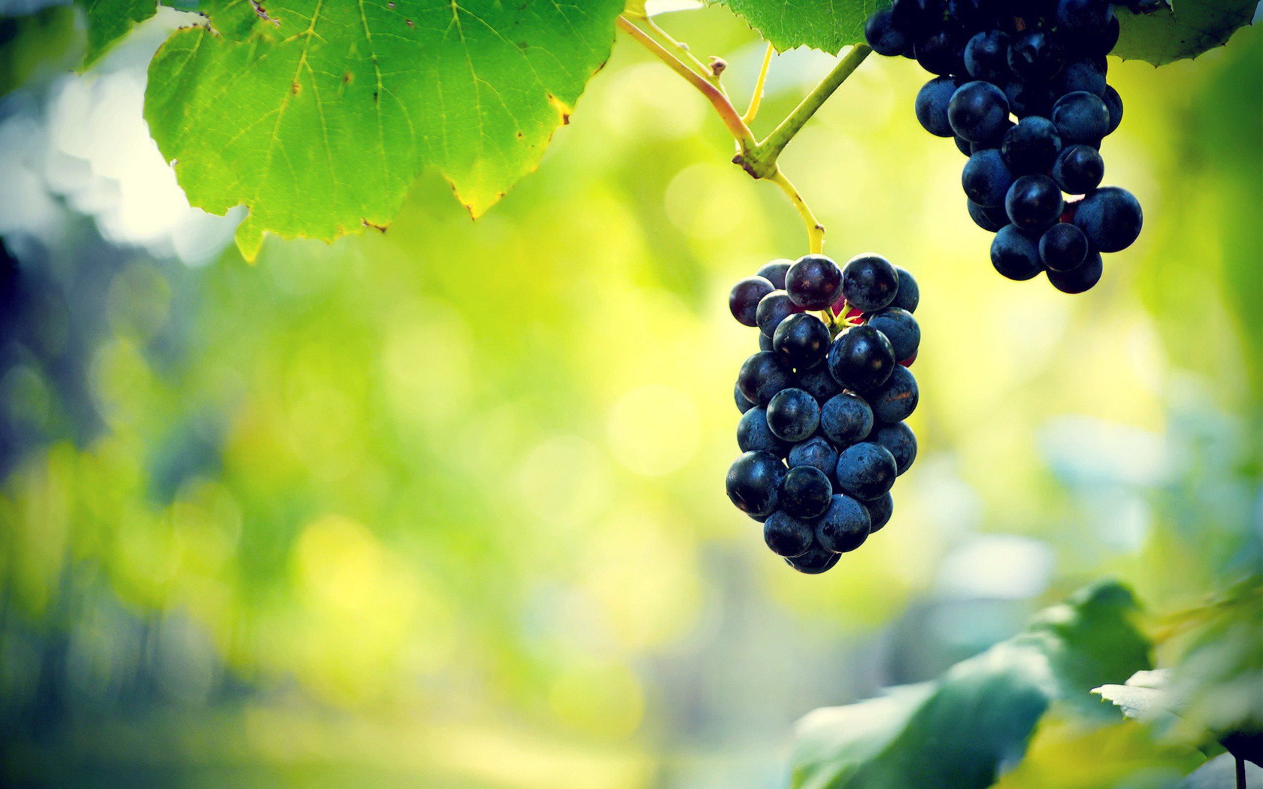 Grapes HD Wallpaper | Background Image | 2560x1600