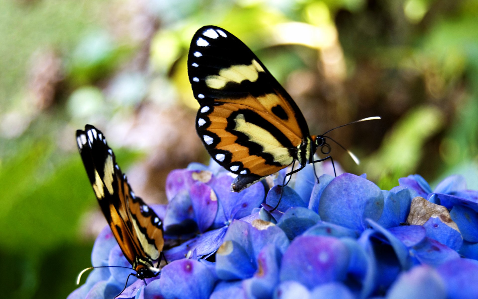 Two vibrant butterflies with striking orange and black patterns rest on colorful blue flowers, creating a stunning natural scene for a HD PC desktop wallpaper and background.