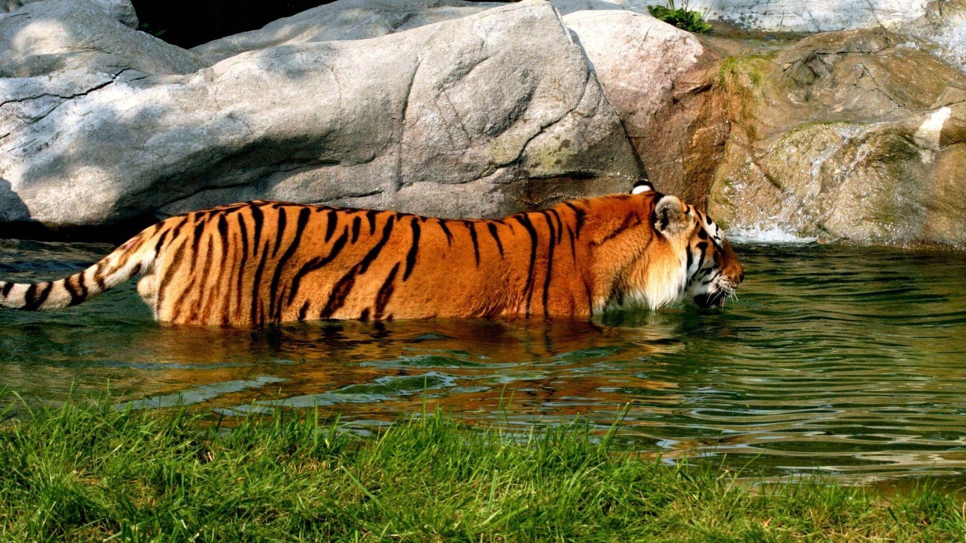 Tiger HD Wallpaper | Background Image | 1920x1080