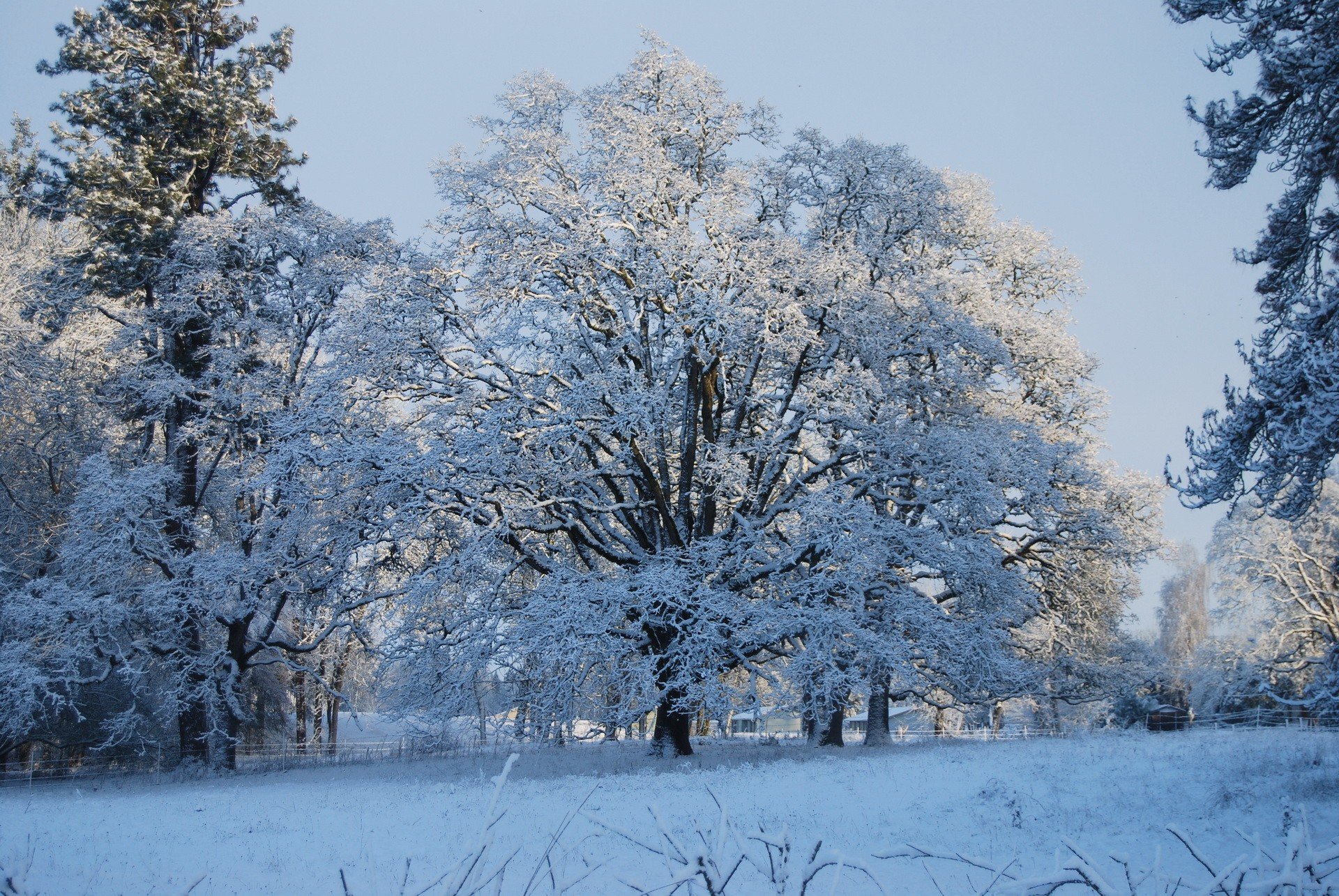 Nature winter scene: snow-laden trees and a frosted field under a pale blue sky - HD PC desktop wallpaper and background.