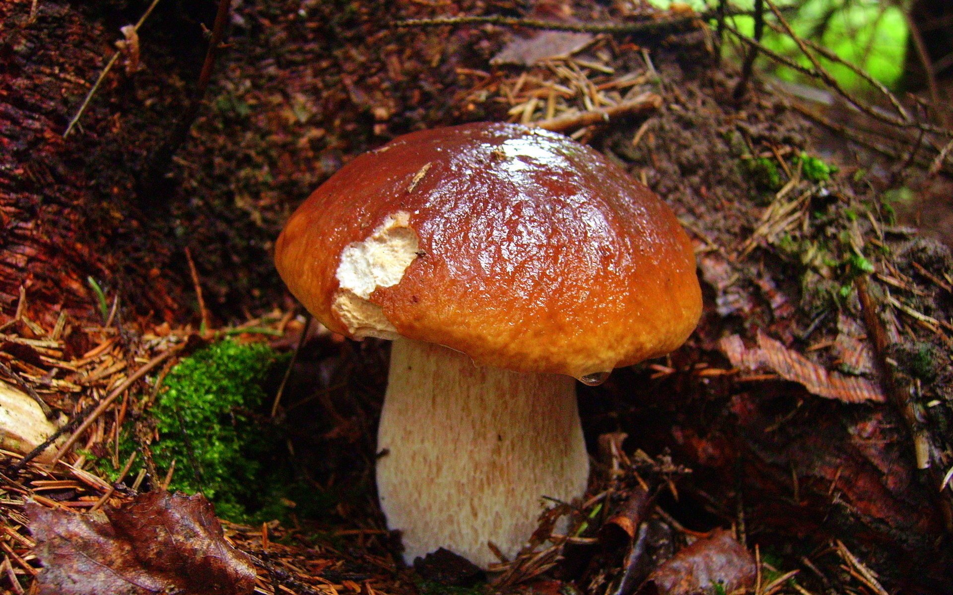 Download Nature Mushroom HD Wallpaper