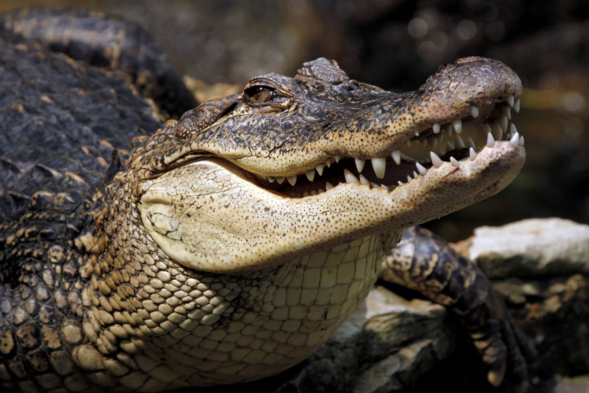 66,100+ Crocodile Stock Photos, Pictures & Royalty-Free Images - iStock |  Alligator, Crocodile silhouette, Crocodile isolated