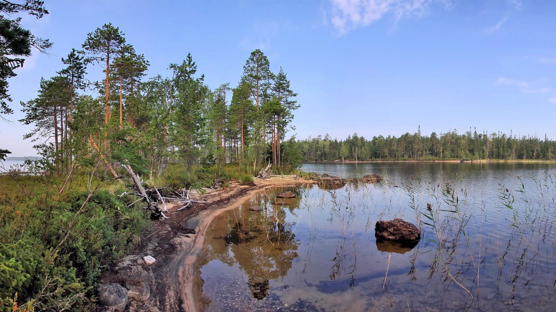 2K Quad HD PC desktop wallpaper and background: serene lake shoreline with pine trees, sandy bank and a lone rock reflecting in calm water beneath a clear blue sky.