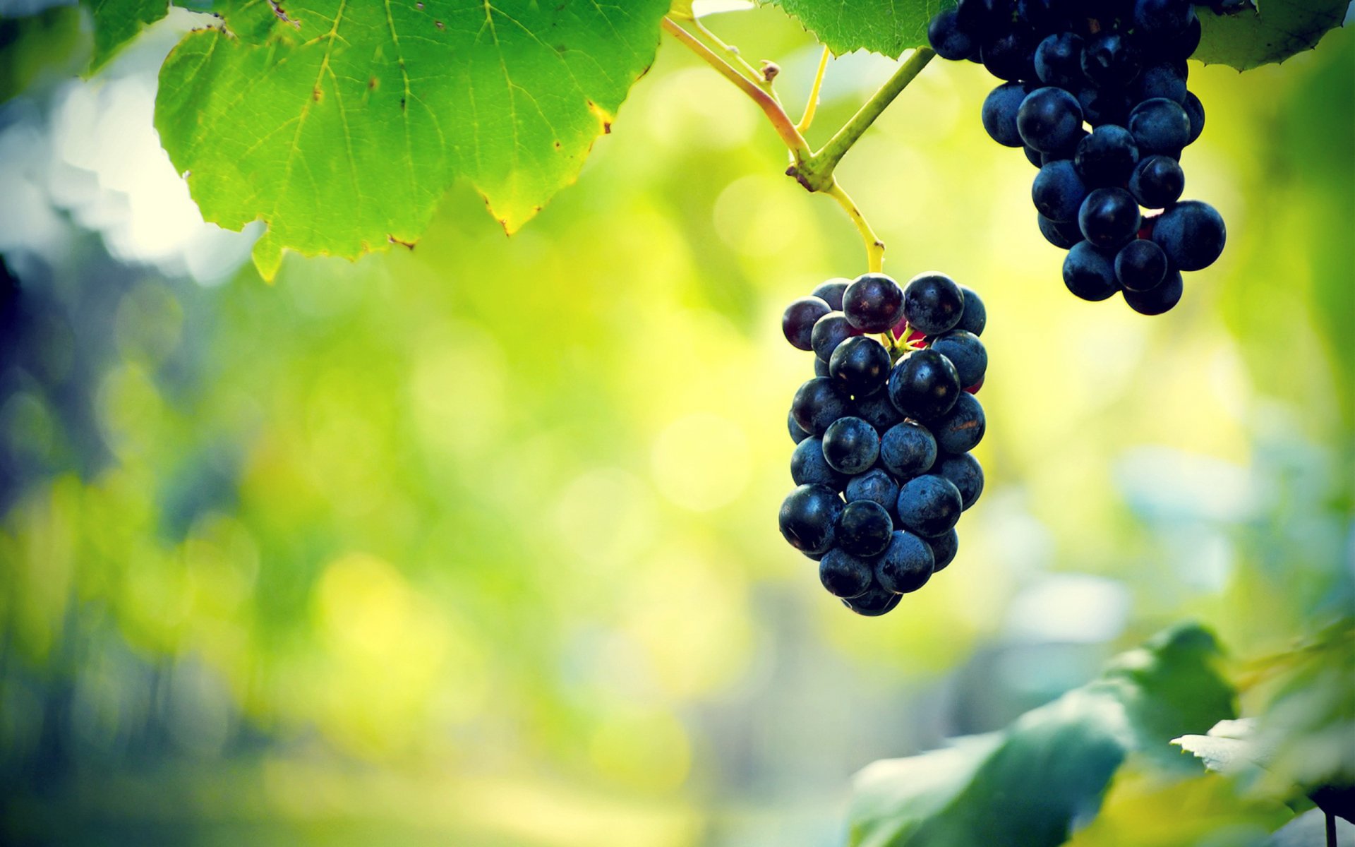 Download Food Grapes HD Wallpaper