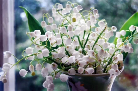 white flower lily of the valley man made flower HD Desktop Wallpaper | Background Image