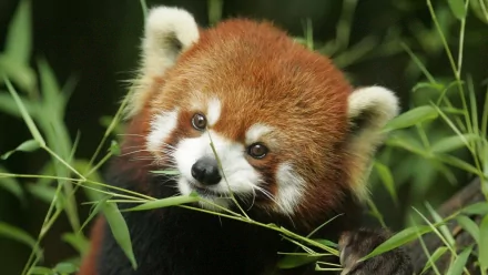 A close-up of a red panda munching on bamboo, showcasing its rich fur colors and expressive eyes, set against a lush green background. This image serves as a vibrant HD desktop wallpaper.